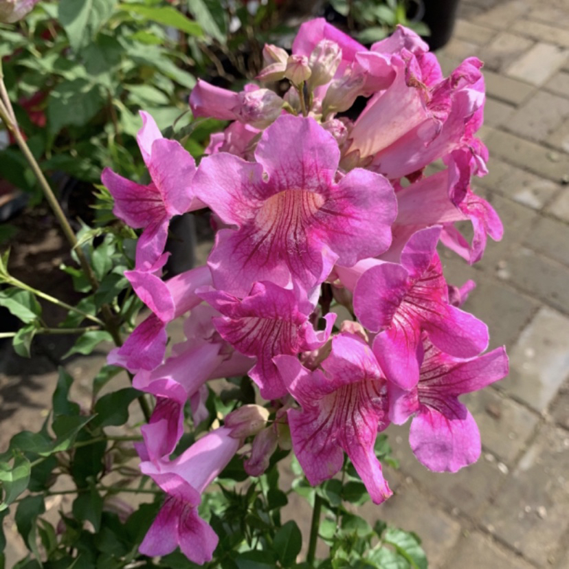 粉色凌霄花多季节开花凌霄花大苗名贵绿植四季开花凌霄花庭院绿植