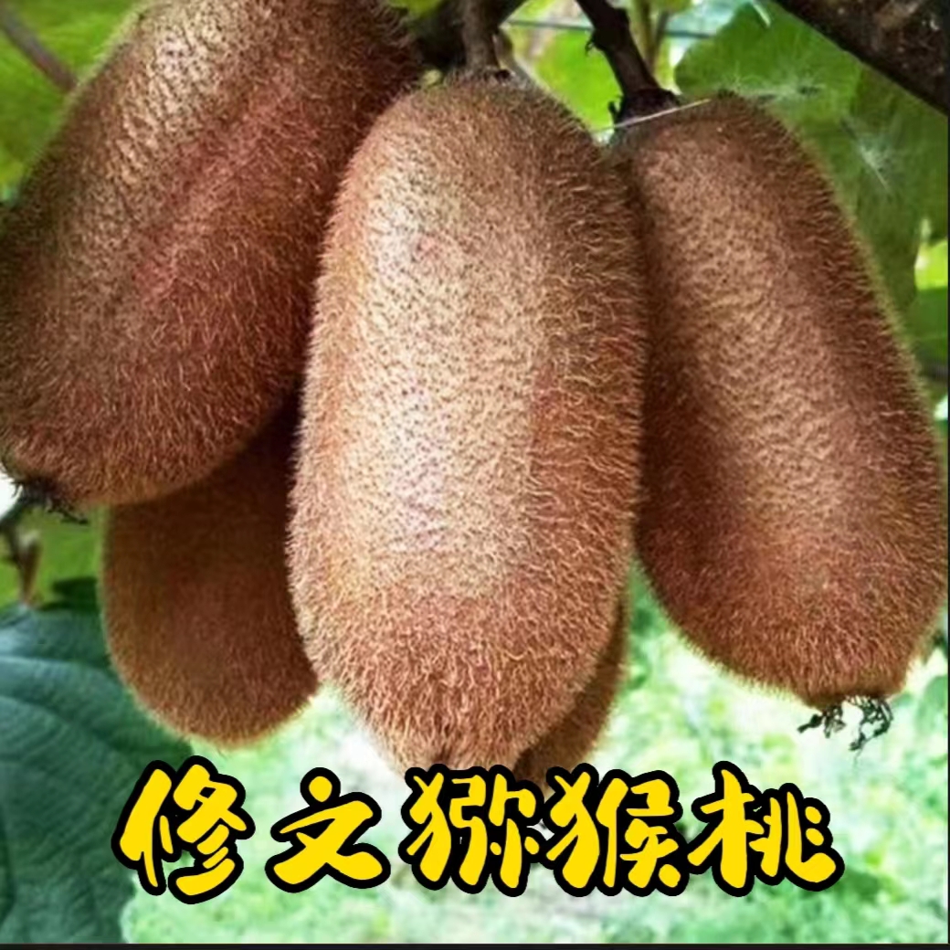 修文猕猴桃挂树保鲜果园现摘现发新鲜孕妇水果绿心猕猴桃30枚装