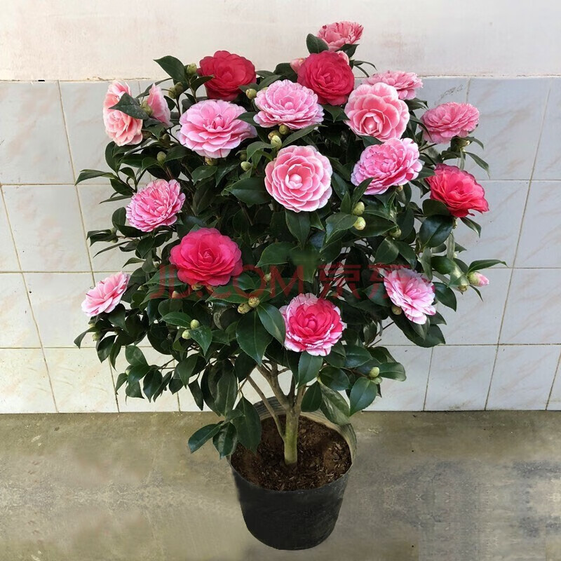 五色赤丹茶花树苗 红赤丹 香妃树苗浓香型树苗庭院阳台种植