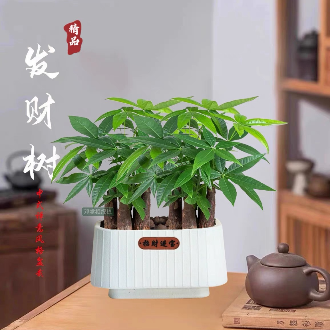 【发财树】室内好养护桌面绿色盆栽转运花卉鲜活发货观叶耐旱A1