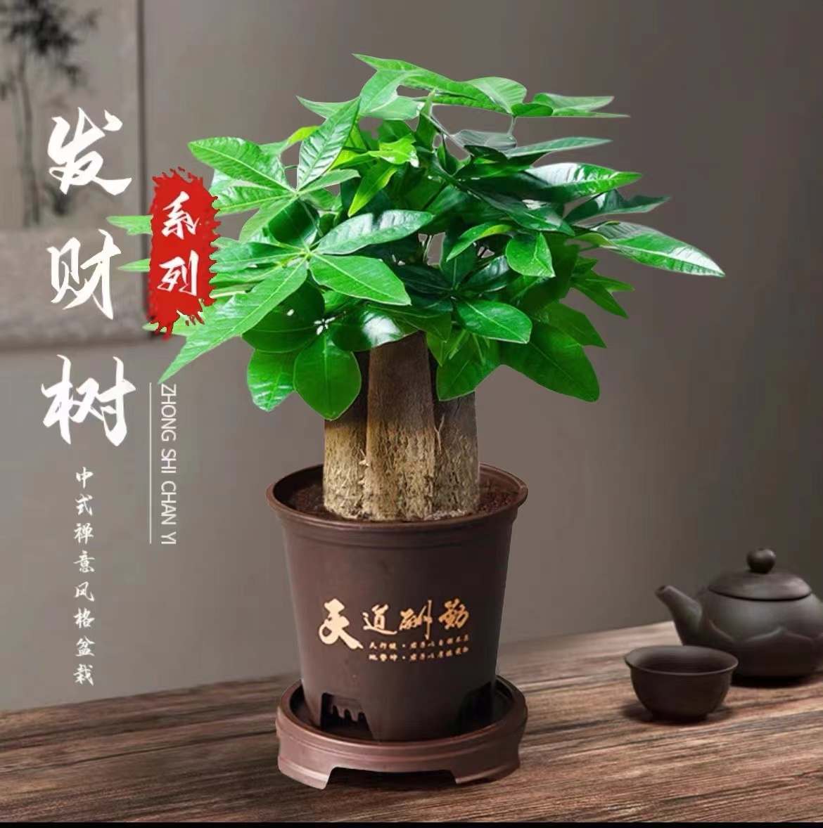 【三杆发财树】邓好养活发财树盆栽绿植产转运卧室盆栽花卉绿植盆栽
