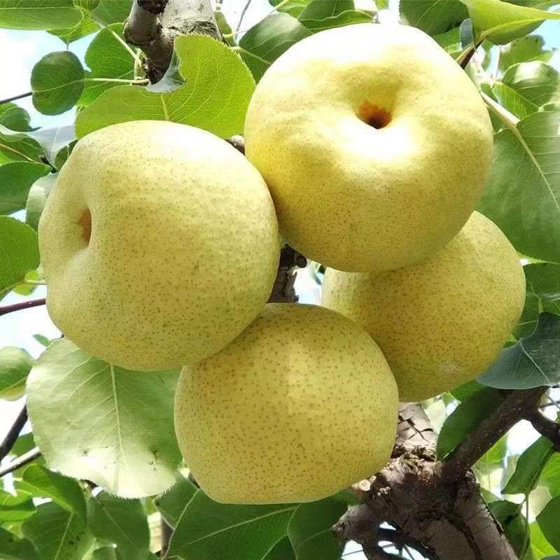 砀山正宗酥梨当季鲜果脆甜多汁皮薄  整箱老树砀山梨