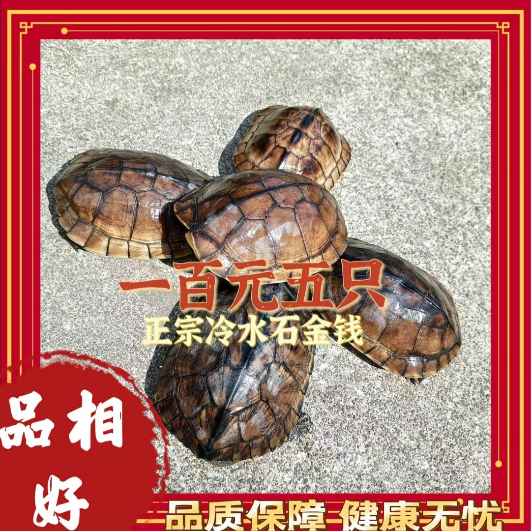 冷水养殖四年的石金钱龟 每只重6两左右人工挑选健康全品坏单包赔