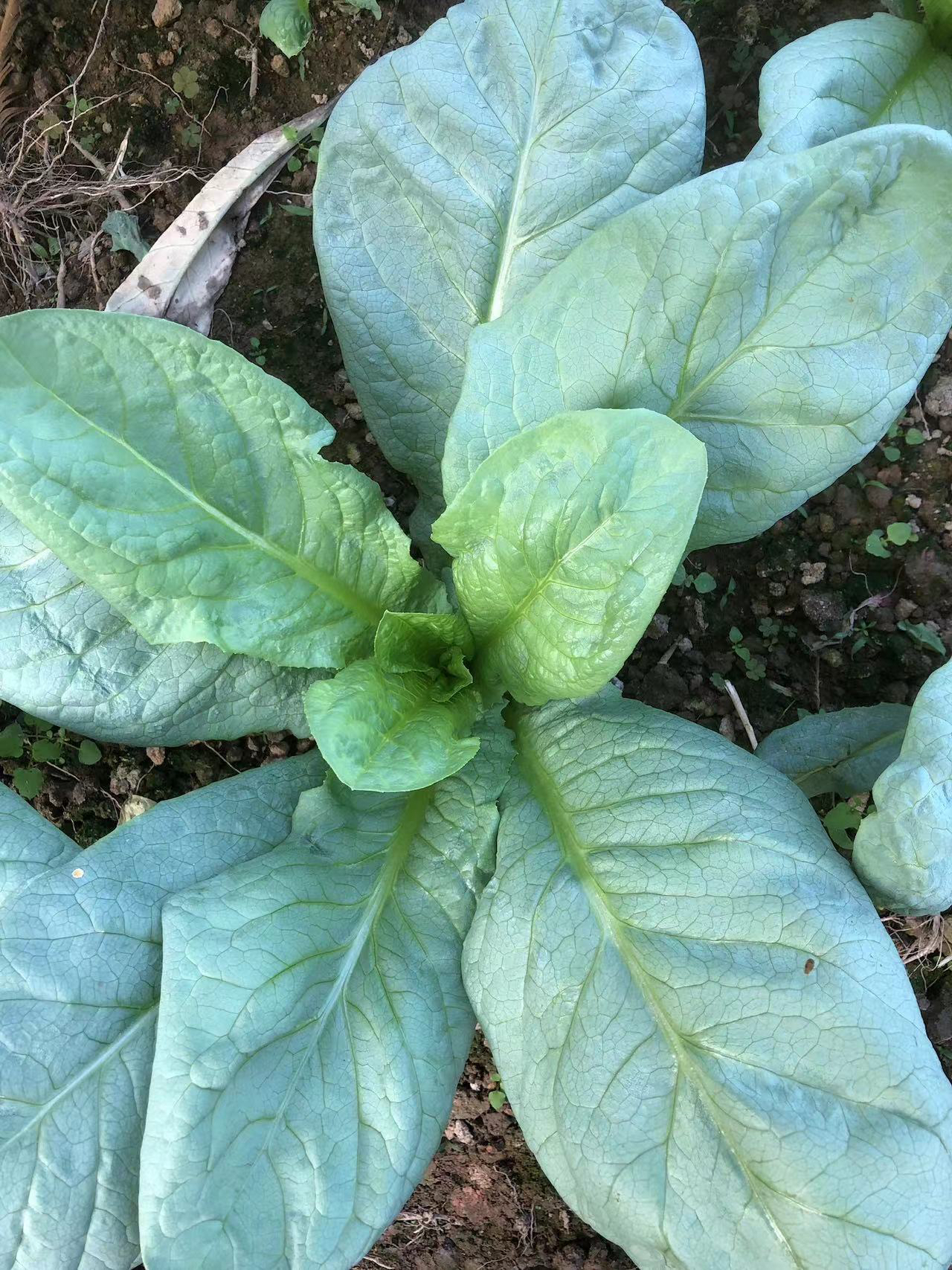 顺丰包邮 甜麦菜苗 甜麦 高州本地 圆叶甜麦菜 甜麦软嫩香甜 麦菜