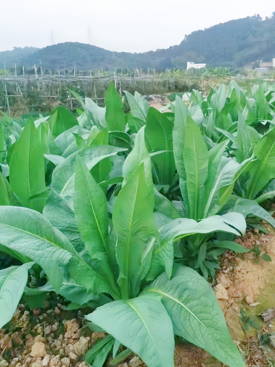 广东高州本地甜麦菜顺丰包邮新鲜香甜易生长苦麦菜