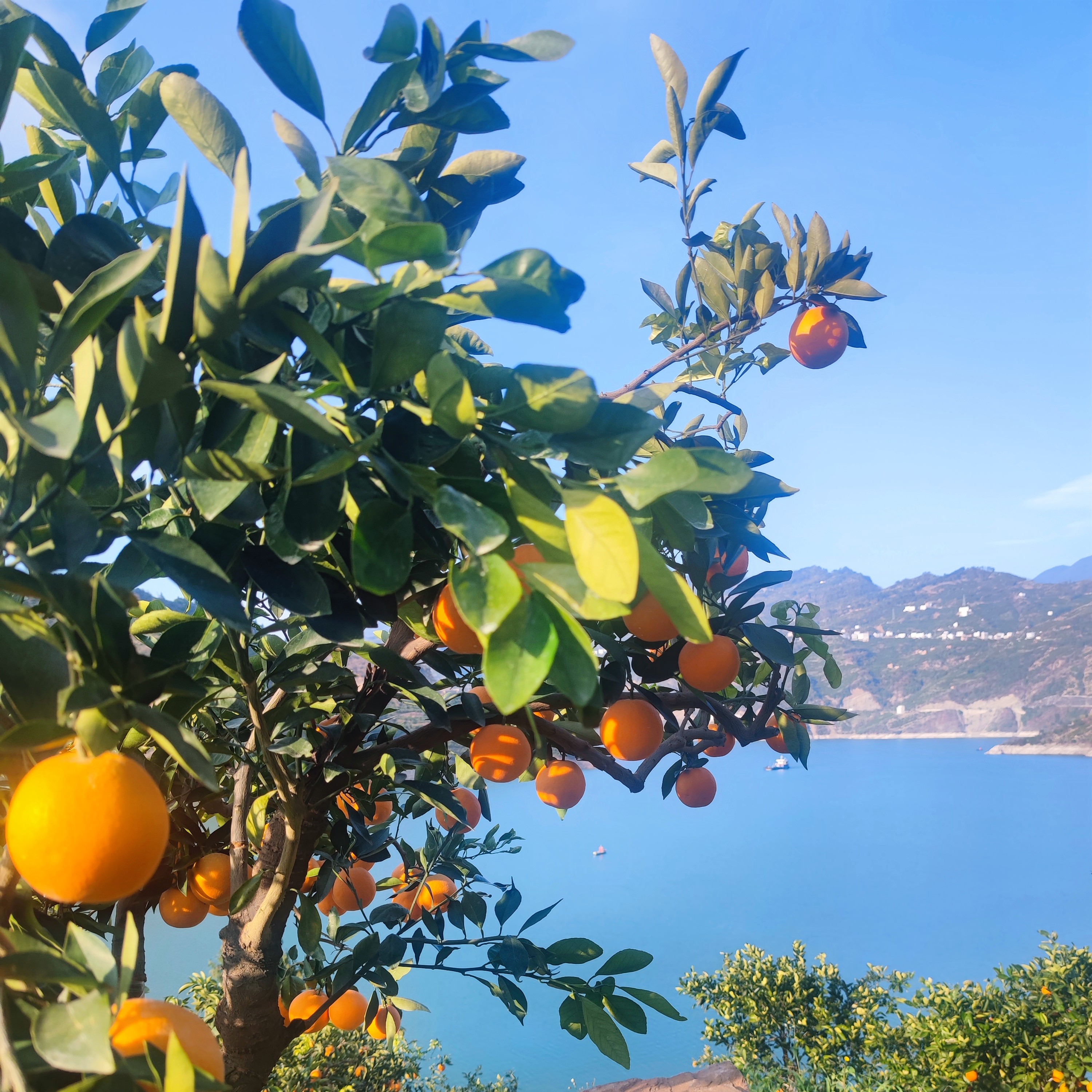 秭归特产九月红果冻橙农家香甜种植快递核心江边果园当天采摘充足