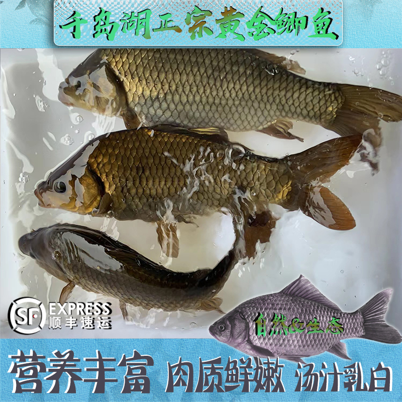 正宗千岛湖生态黄金鲫鱼食用活鱼生鲜水产红烧淡水鱼活鱼打包顺丰