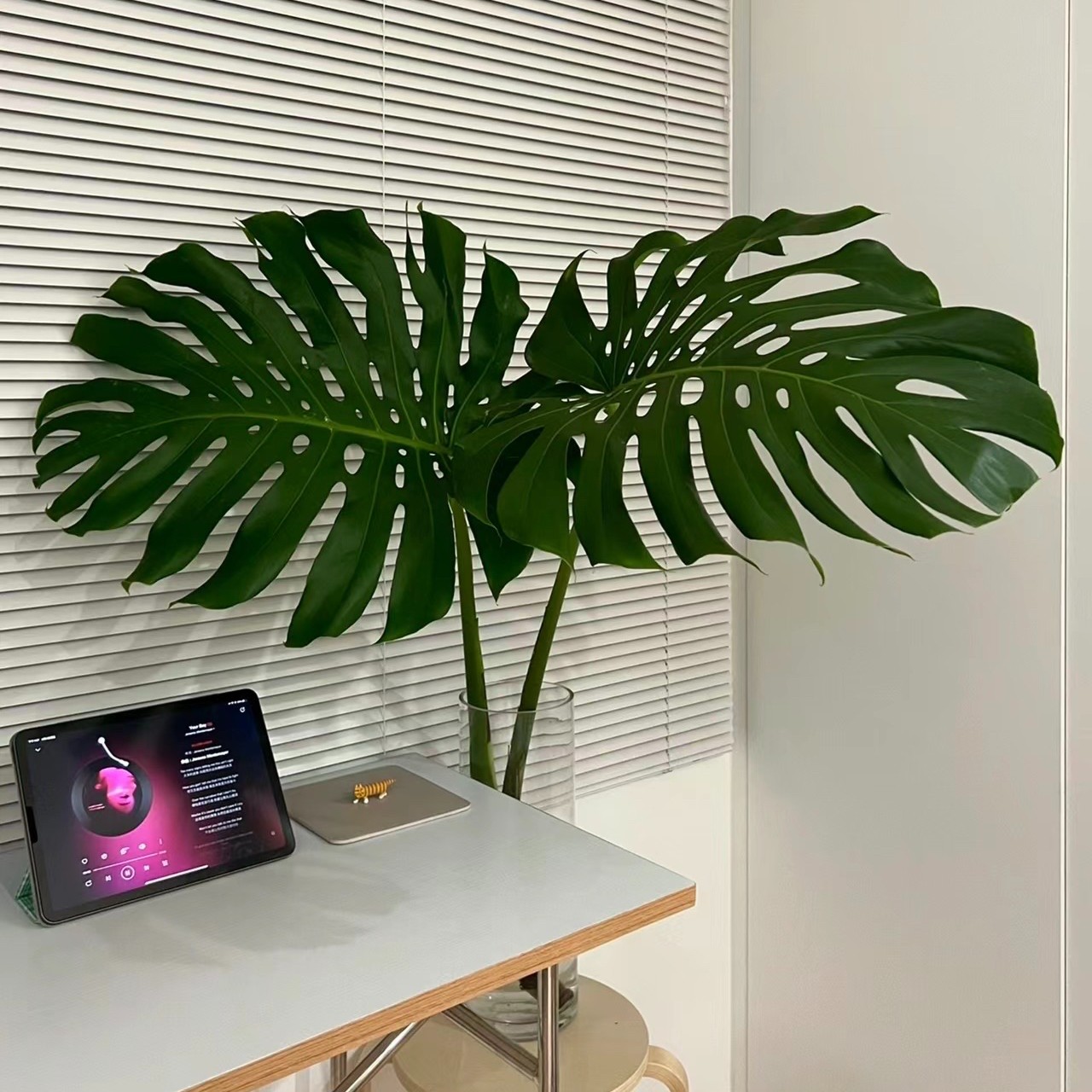 海南基地水培土培种植观叶水养龟背竹水培龟背竹好看高端氛围