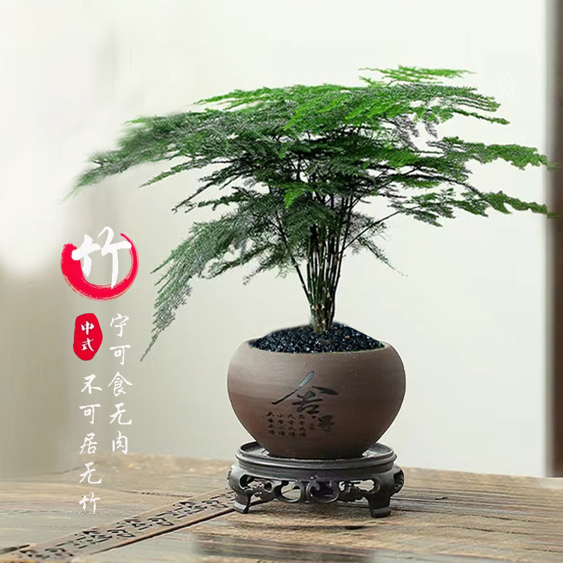 黑沙文竹紫纱舍得陶瓷盆带底座室内办公室盆栽美观绿植sss中式