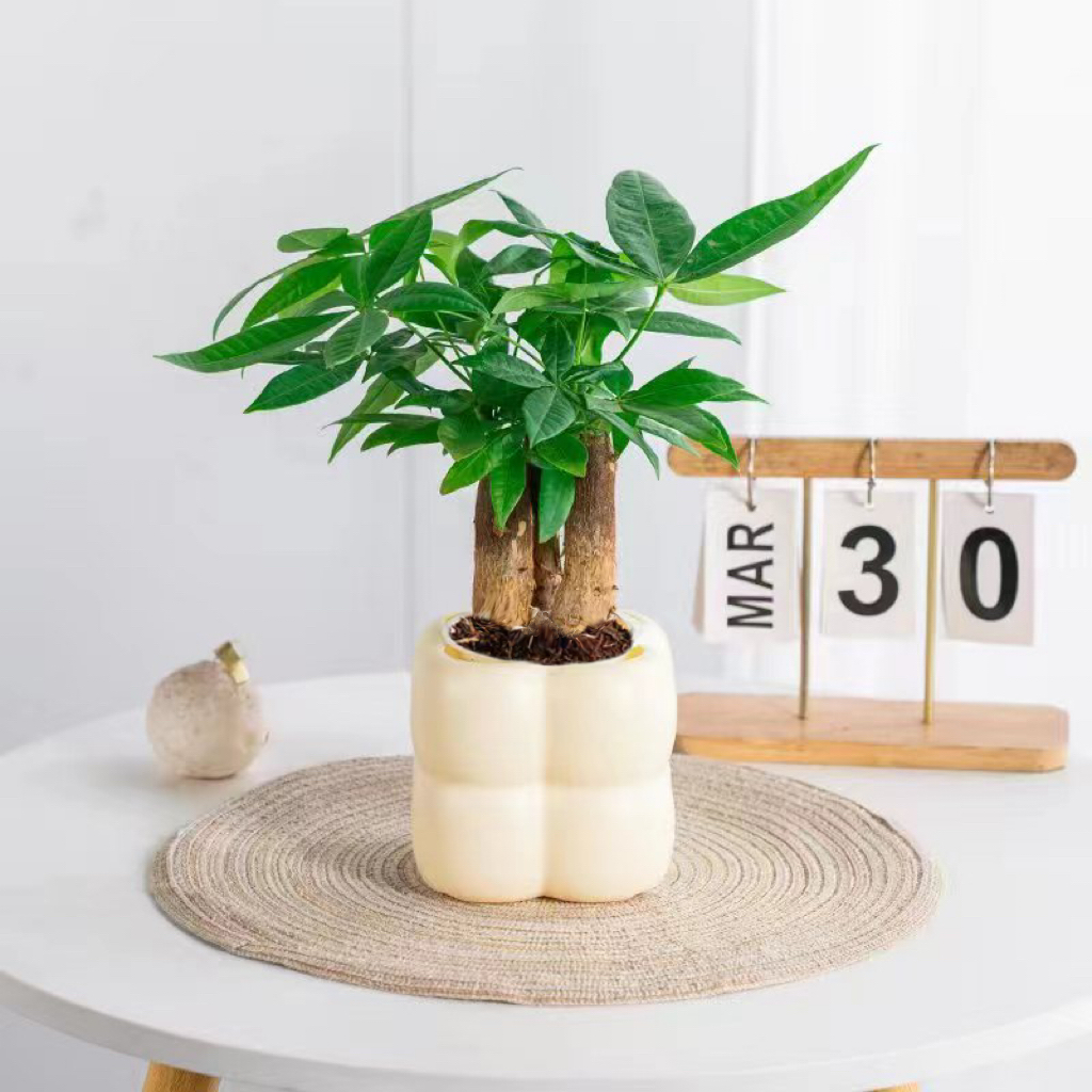 【花伴水】三杆发财树财源滚滚盆栽室内观叶耐旱易养活绿色盆栽drty