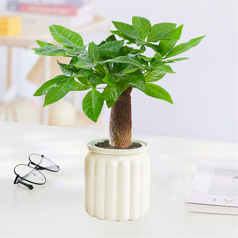 【花伴水】奶油风树脂盆发财树室内绿植水培植物好养
