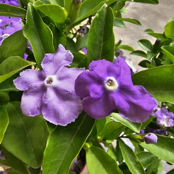 鸳鸯茉莉双色茉莉盆栽春季秋季室内外浓香型四季花卉老桩观花植物