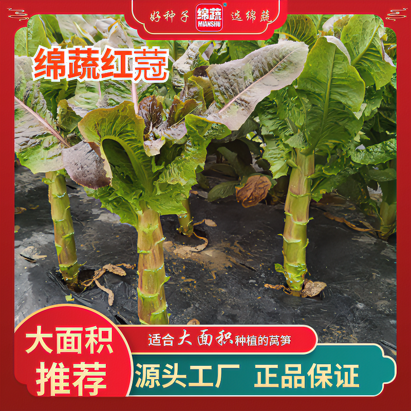 绵蔬【绵蔬红蒄】耐寒、肉绿、皮浅紫红圆叶莴笋简单蔬菜莴苣种子高产