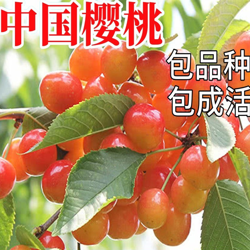 中国樱桃苗南北方庭院地栽种植大樱桃树阳台盆栽嫁接矮化当年结果
