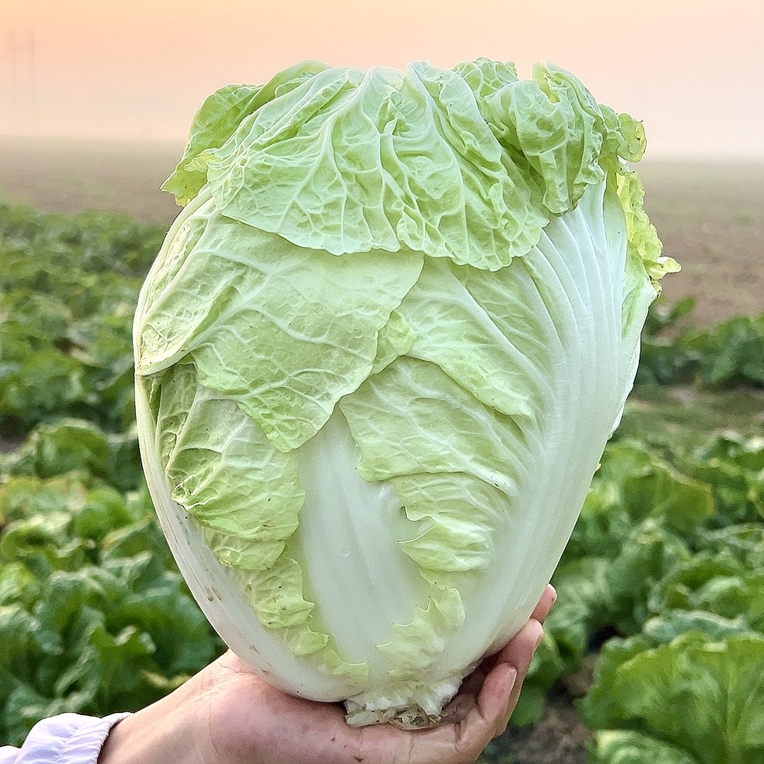 河南大白菜露天种植秋冬时令蔬菜新鲜采摘发出白菜香甜美食