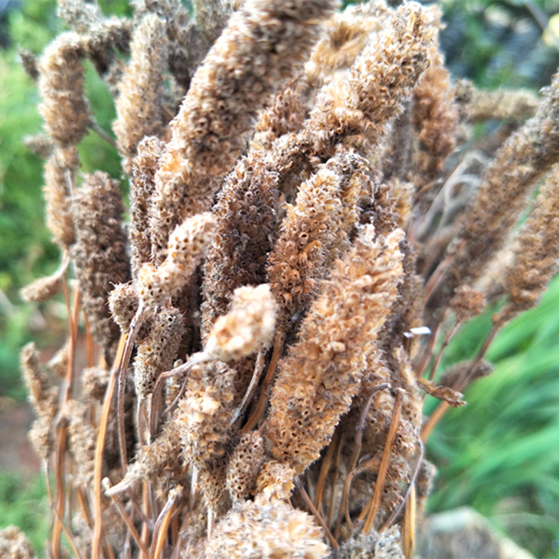 贵州木姜花干货 水城摸姑花连渣闹蘸水酸汤饭调味料野香薷 鱼香菜