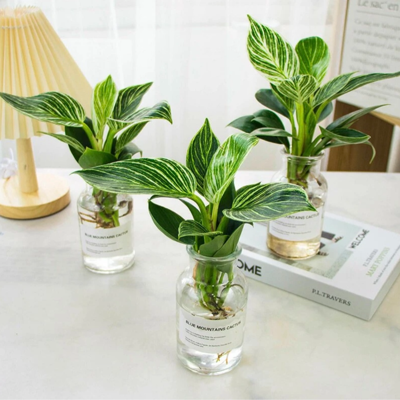 【瑾色】铂金钻水培植物室内客厅卧室好养易活网红懒人花卉盆栽绿植