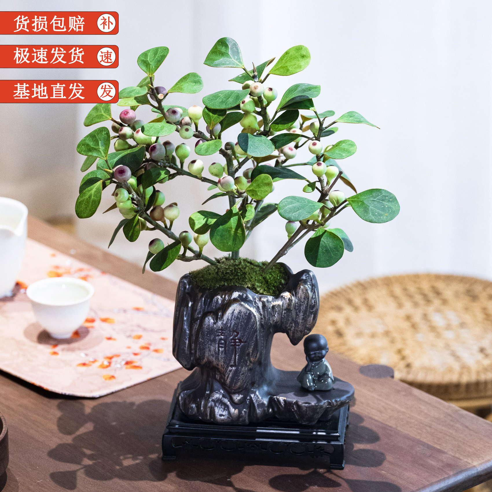 【多果菩提】满树带果中式禅意植物多果菩提办公室好养造景盆栽花卉