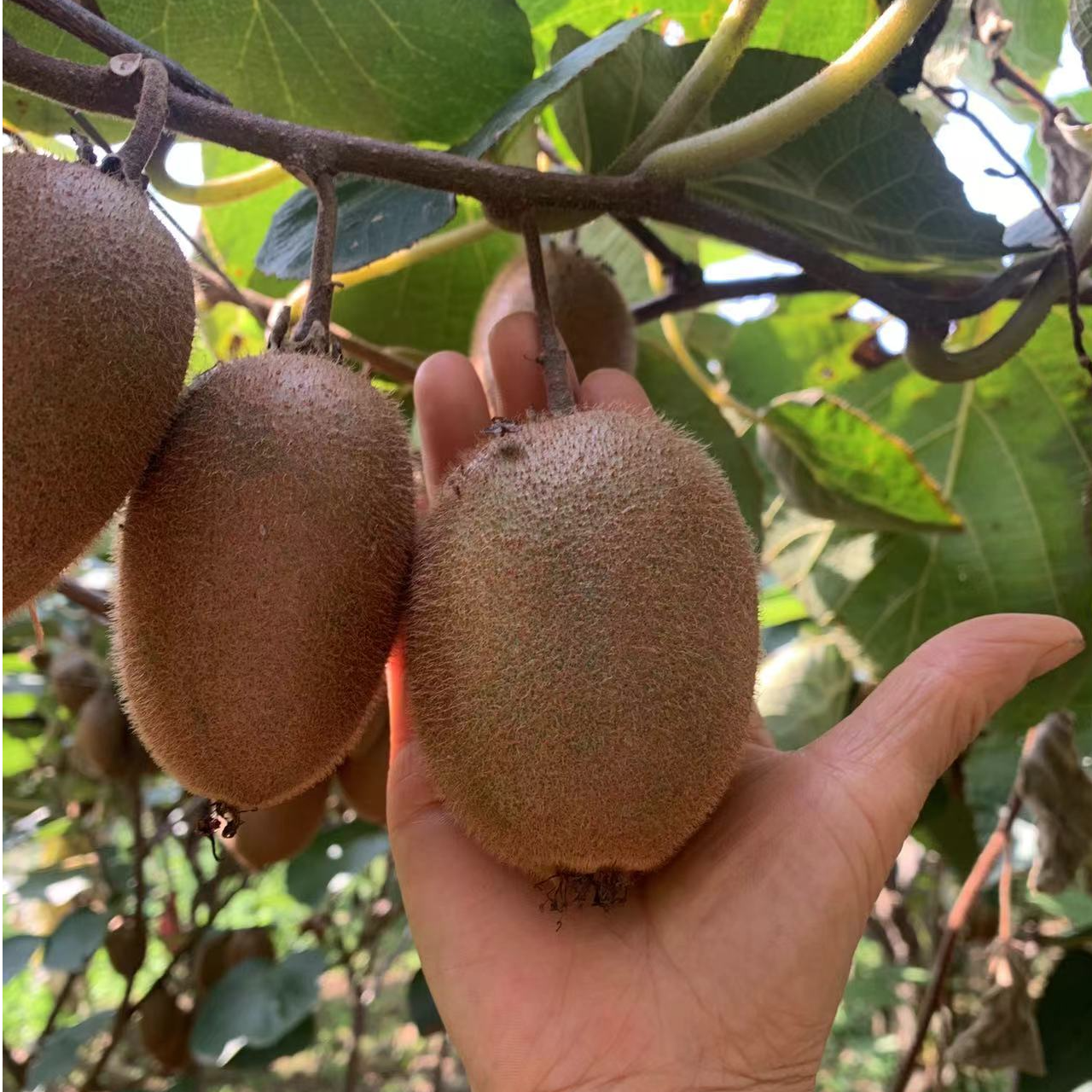 翠香猕猴桃30枚10斤纯甜正宗新鲜绿产地直发彩色包装奇异果