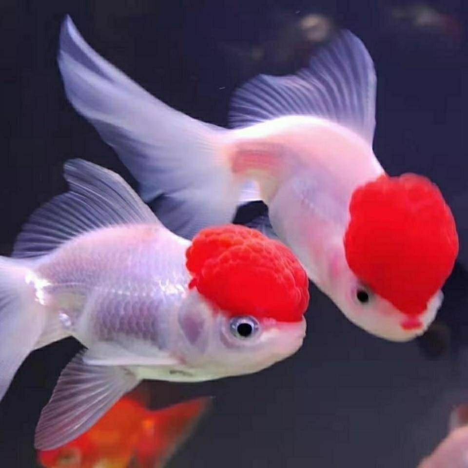 金鱼鸿运当头观赏鱼鹤顶丹顶红冷水鱼红狮头好养易活小金鱼
