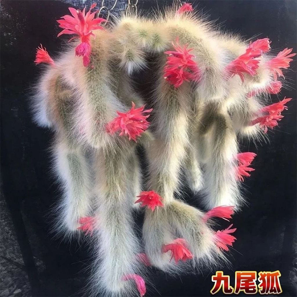 九尾狐多肉植物软毛仙人球开花猴尾巴盆栽仙人掌根系