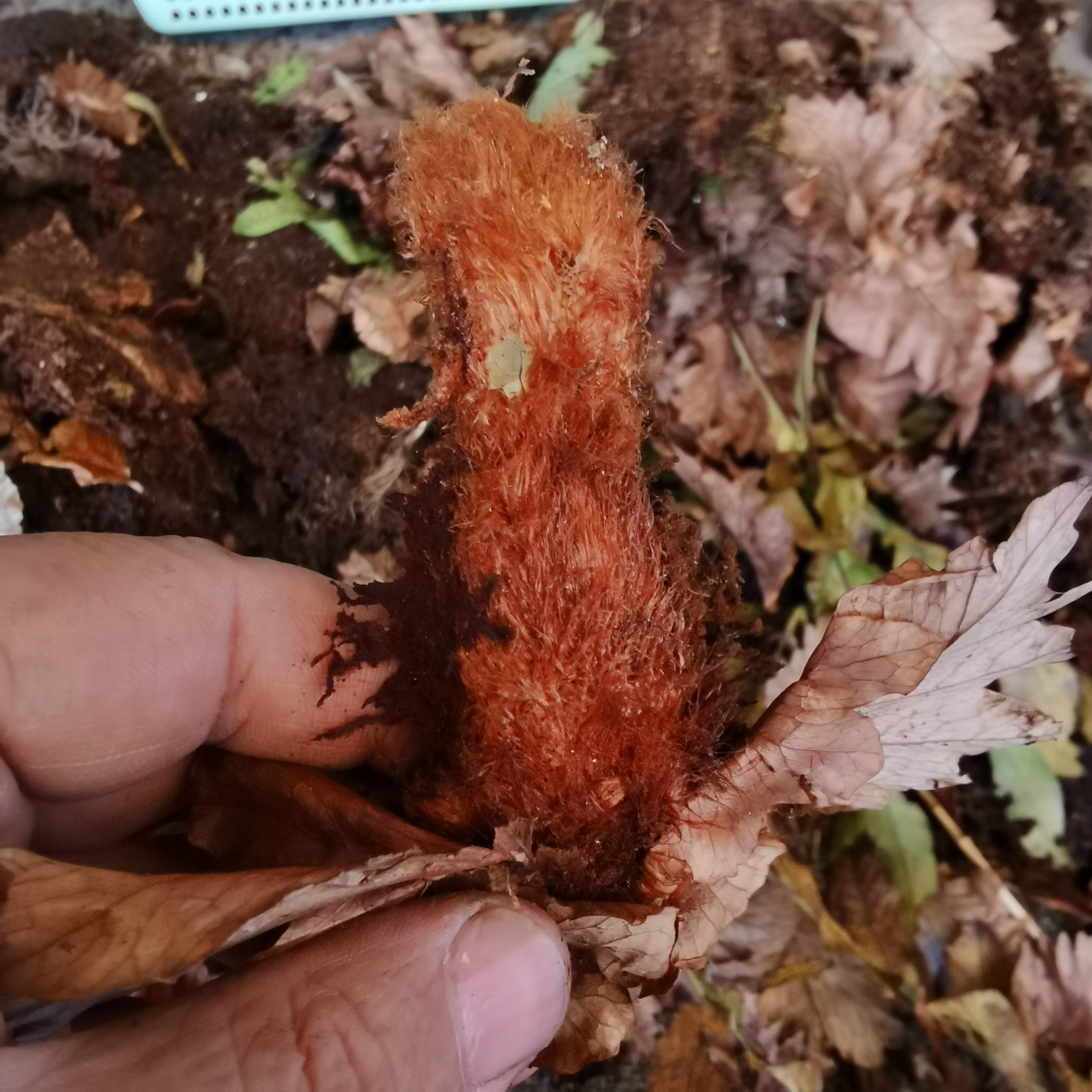 新鲜龙眼姜（肯碎补）长在龙眼树上的