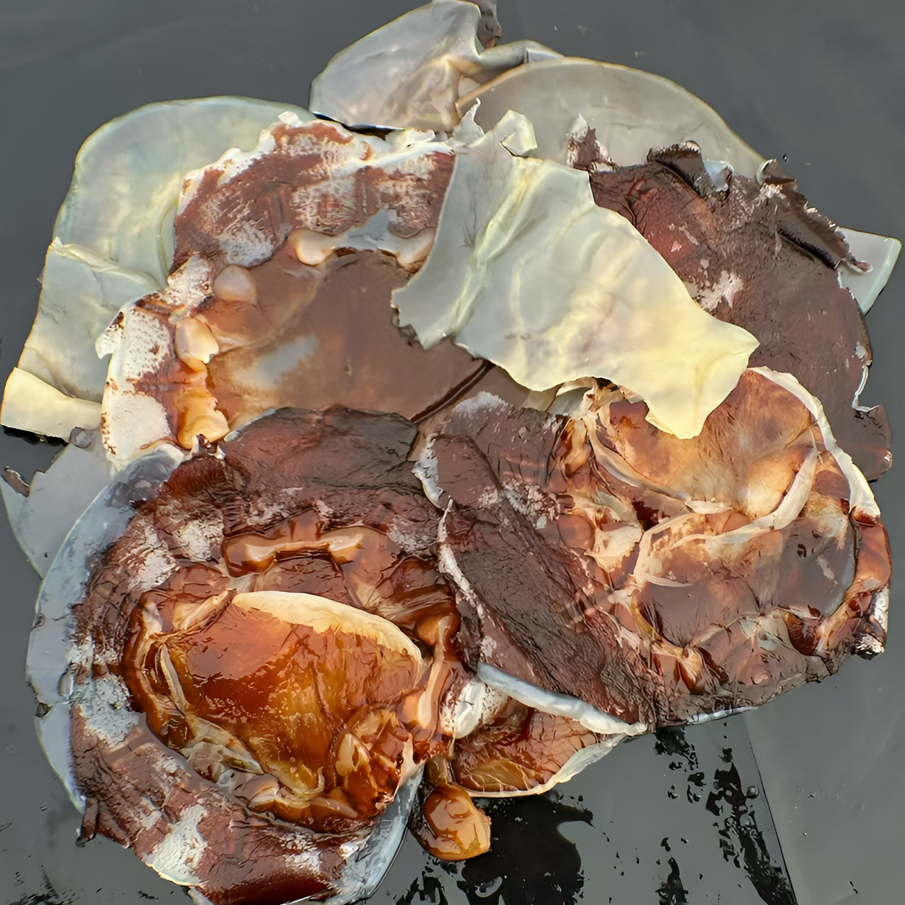 【拍五发六】工厂直发 海蜇碎干皮 口感嫩脆弹脆爽脆  桶装