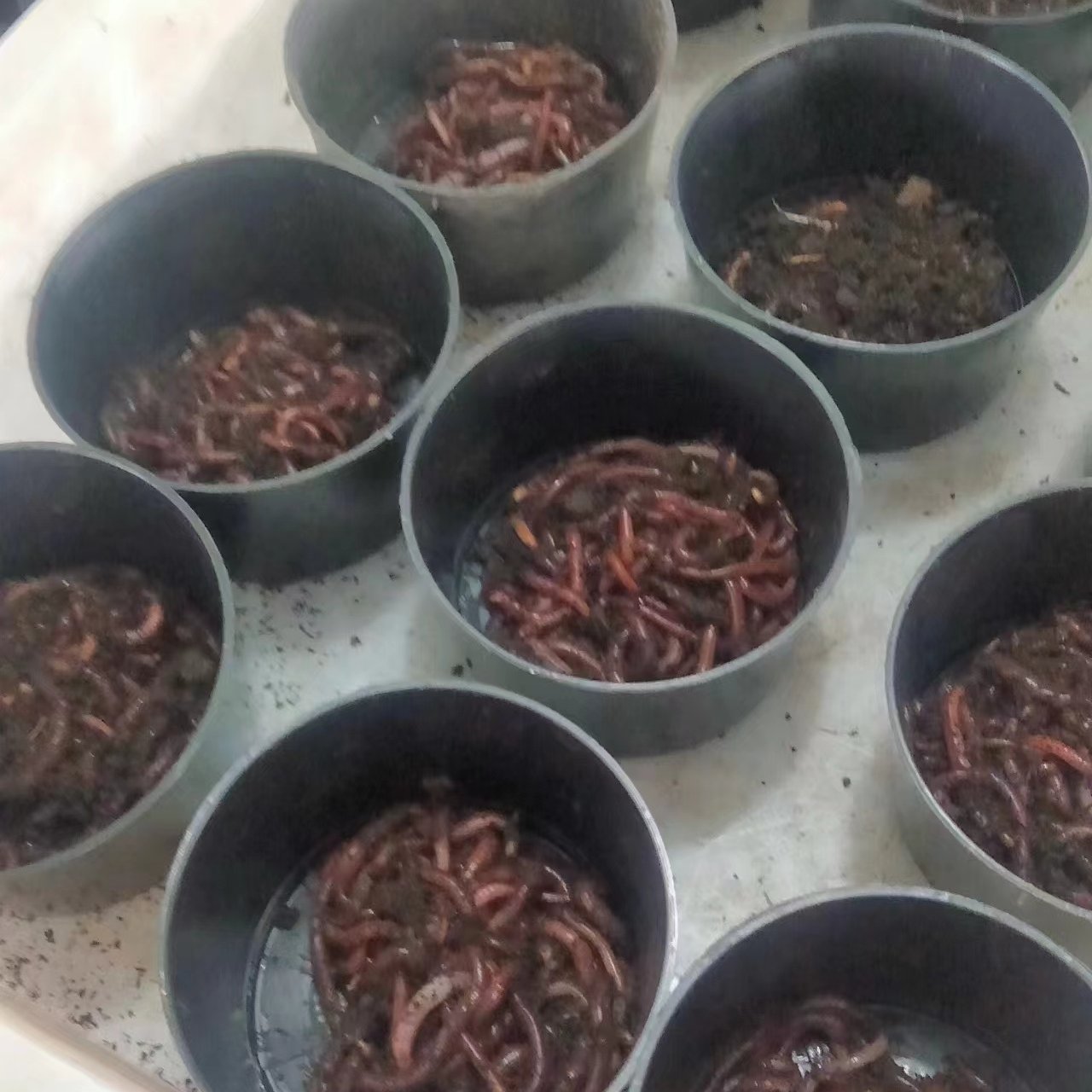 红蚯蚓独特活体鲫鱼鲤鱼钓鱼鱼饵料黑坑野钓新鲜红虫活饵腥味牛粪