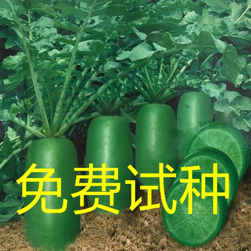 冰糖水果萝卜种子生吃脆甜水果萝卜农家蔬菜种孑四季播绿萝卜种籽