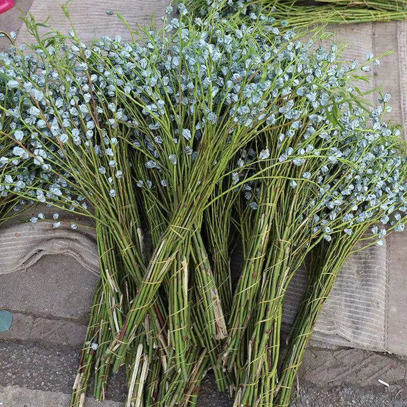 尤加利果可做干花夏季装饰