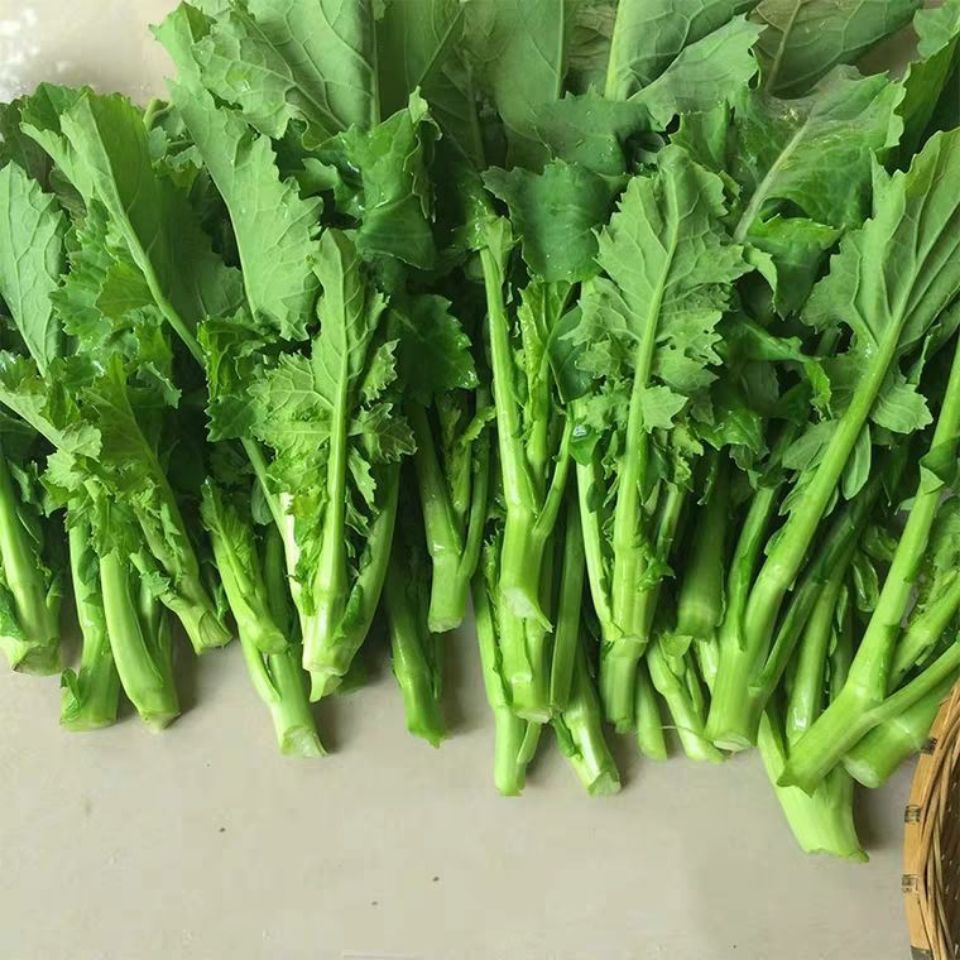 新种上市四川农家自留油菜苔专掐菜心油菜薹菜蔬菜种子
