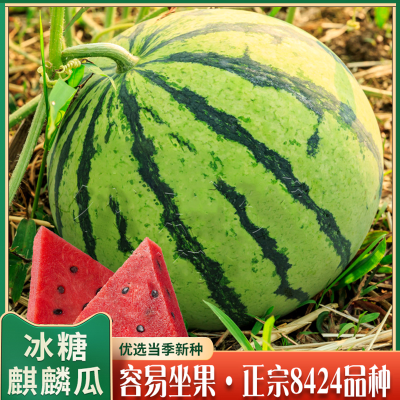 冰糖麒麟8424西瓜种籽 夏季水果蔬菜种子阳台田园菜地庭院播种植