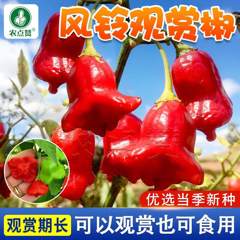 【拍二发三】灯笼辣椒种籽风铃椒四季阳台盆栽室内种植农家蔬菜种子