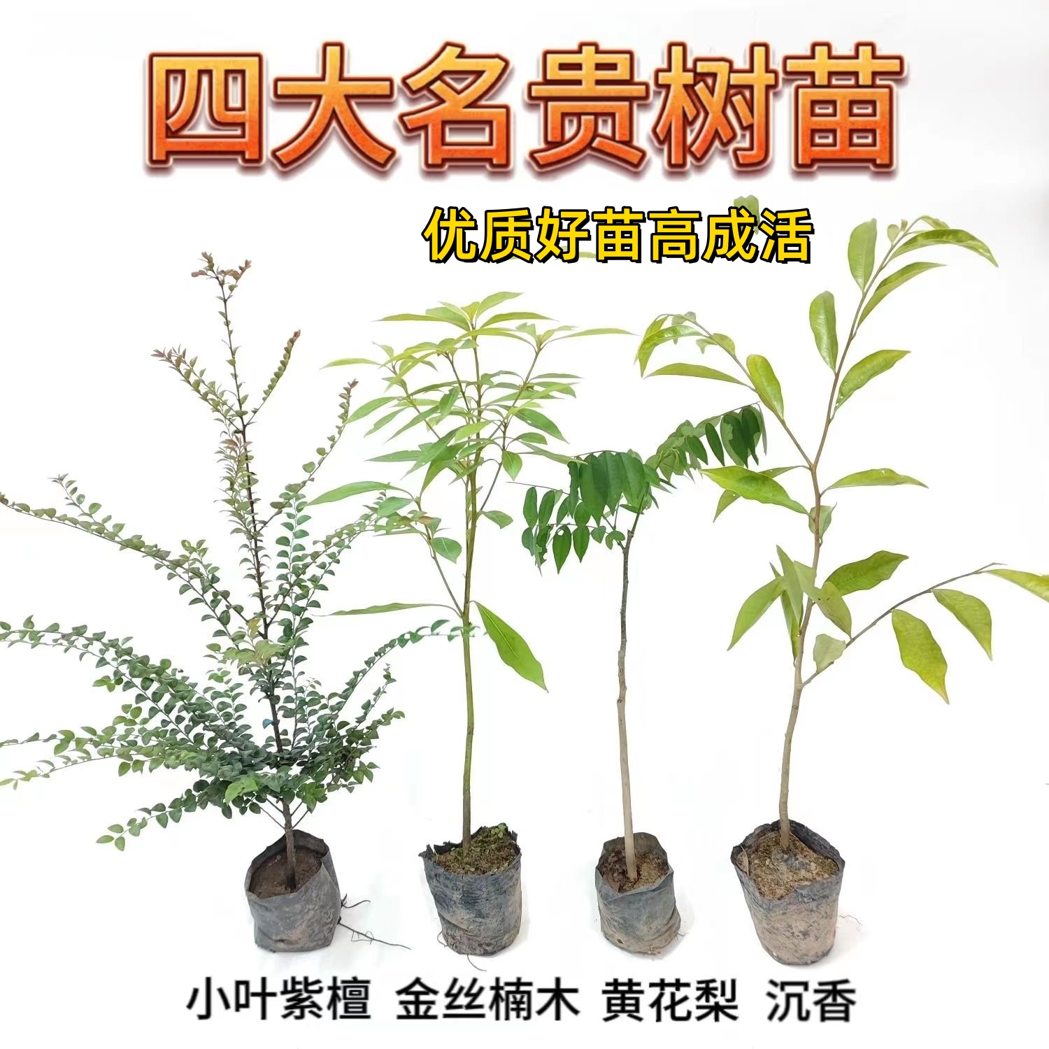 优质金丝楠树苗小叶紫檀盆栽高成活黄花梨木苗名贵奇楠沉香苗精选