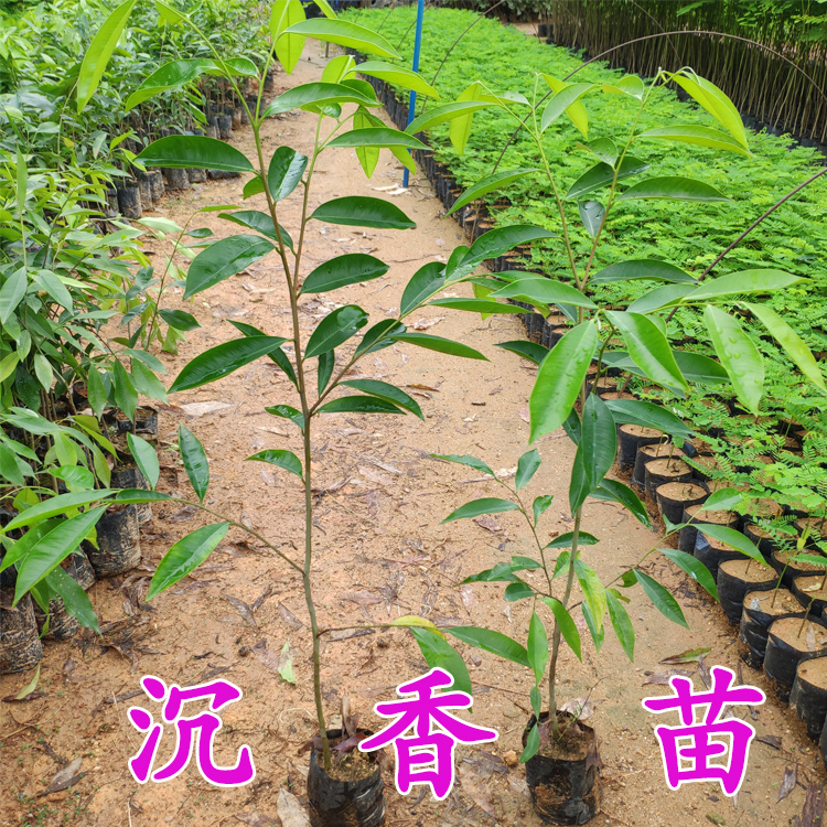 沉香树苗珍贵植物奇楠沉香苗常绿盆栽海南白木香苗基地带土发货
