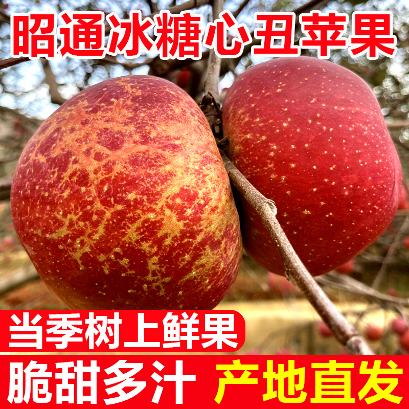 云南昭通丑苹果当季冰糖心苹果水果新鲜2/5斤脆甜现摘树上鲜果
