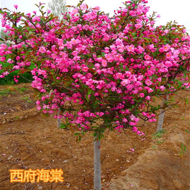 高杆海棠树苗北美海棠 西府海棠 垂丝海棠 庭院地栽盆栽花园植物