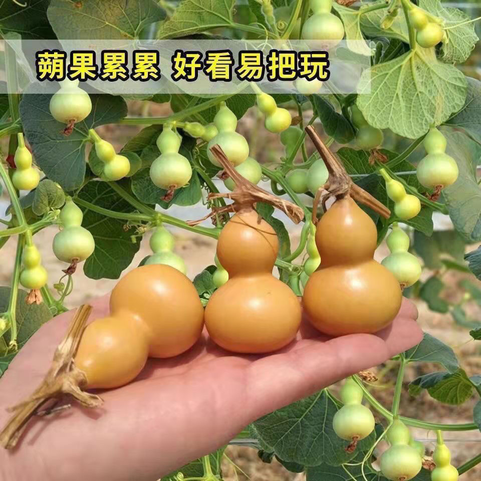 四季盆栽手捻小葫芦种子观赏迷你葫芦种子特小文玩种子大全