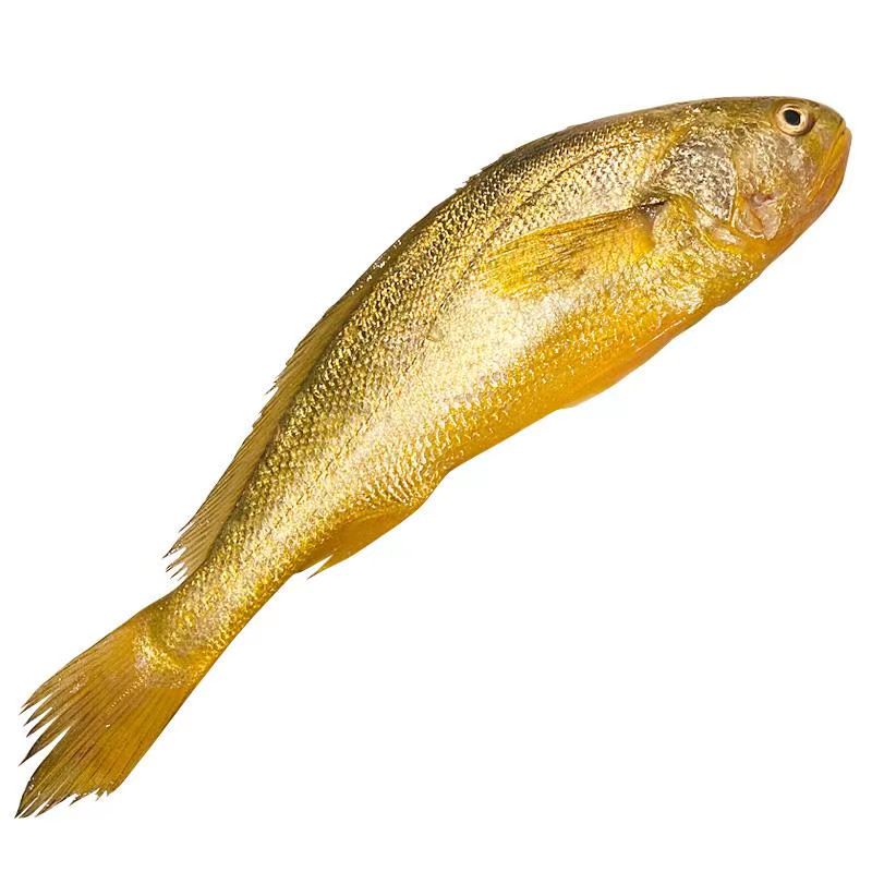 舟山海鲜 细鳞黄花鱼 中大条野生大黄鱼  3两-1斤上/条 顺丰冷链