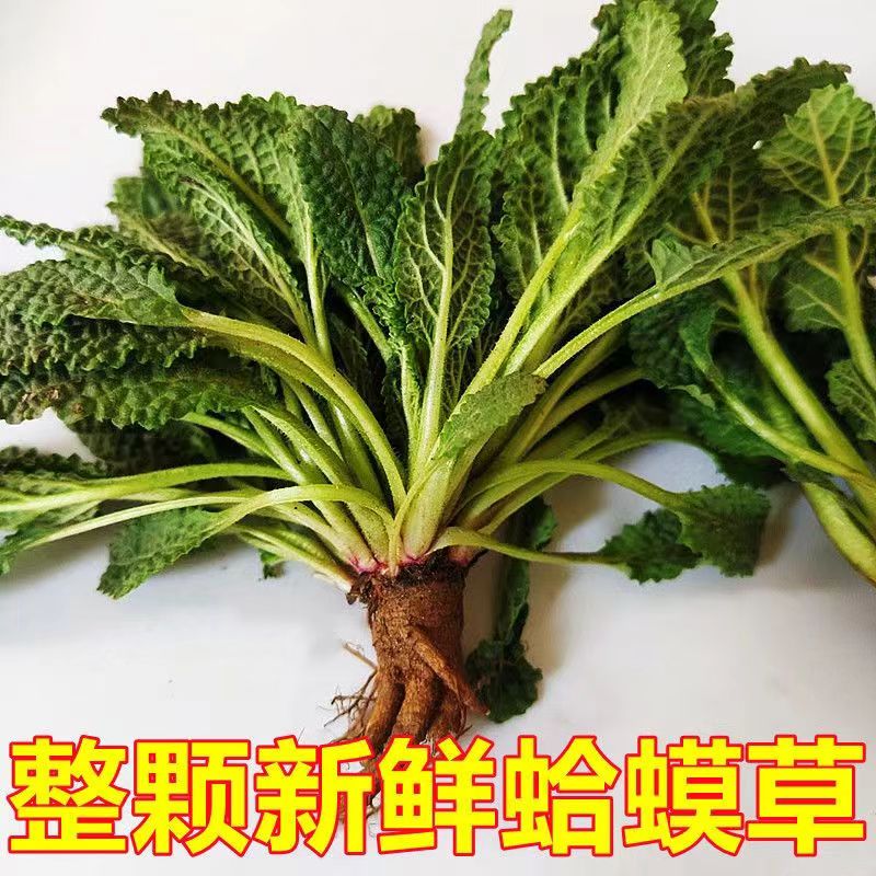 新鲜蛤蟆草山野菜蛤蟆草菜皱皮菜荔枝草癞蛤蟆菜新鲜晒