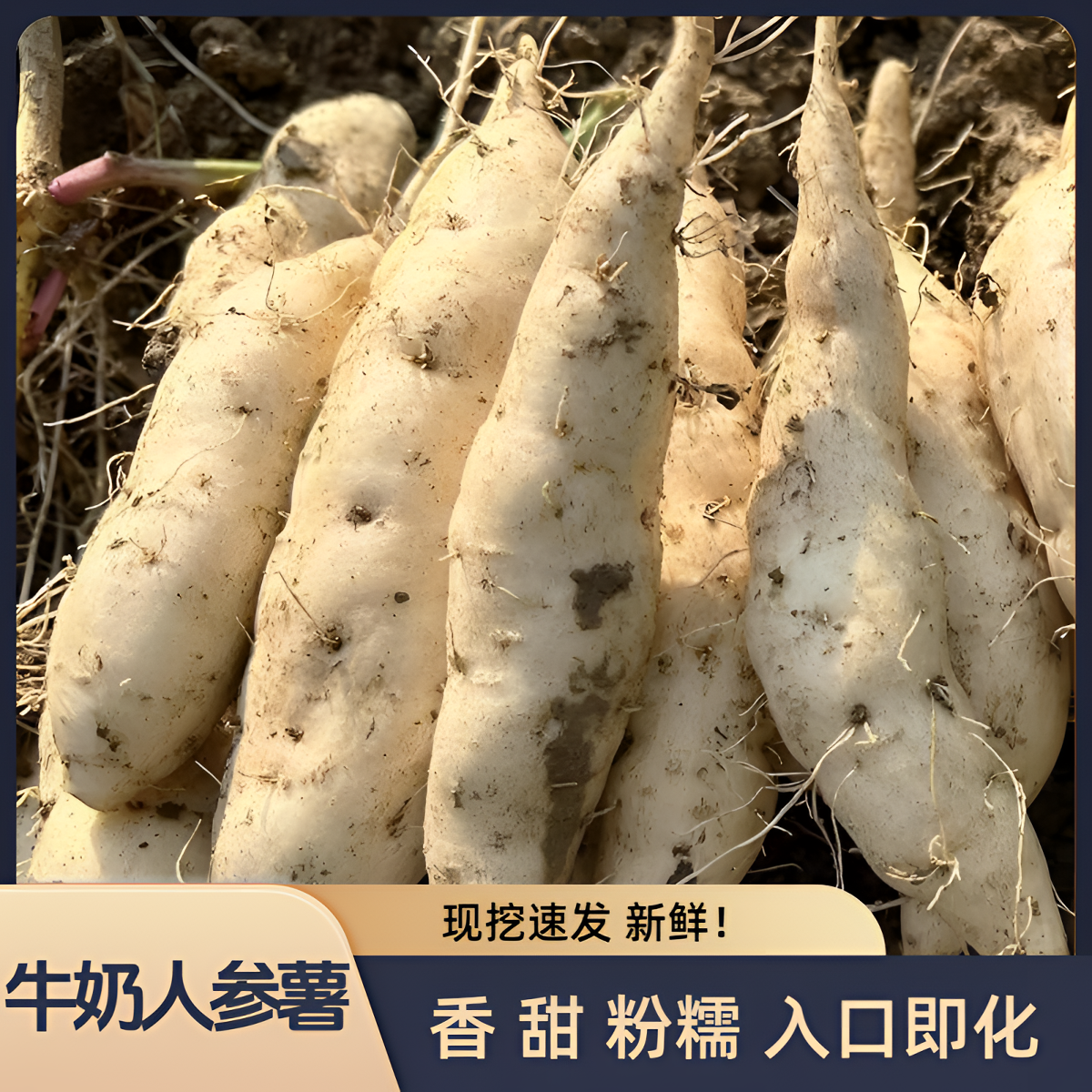 新鲜白皮牛奶人参薯 奶香干面甜粉糯现挖板栗红薯香甜白心地瓜