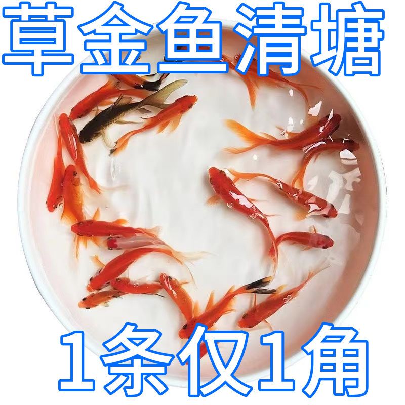 冷水观赏鱼小金鱼好养耐活小鱼养不死自来水活鱼锦鲤宠物批发大全