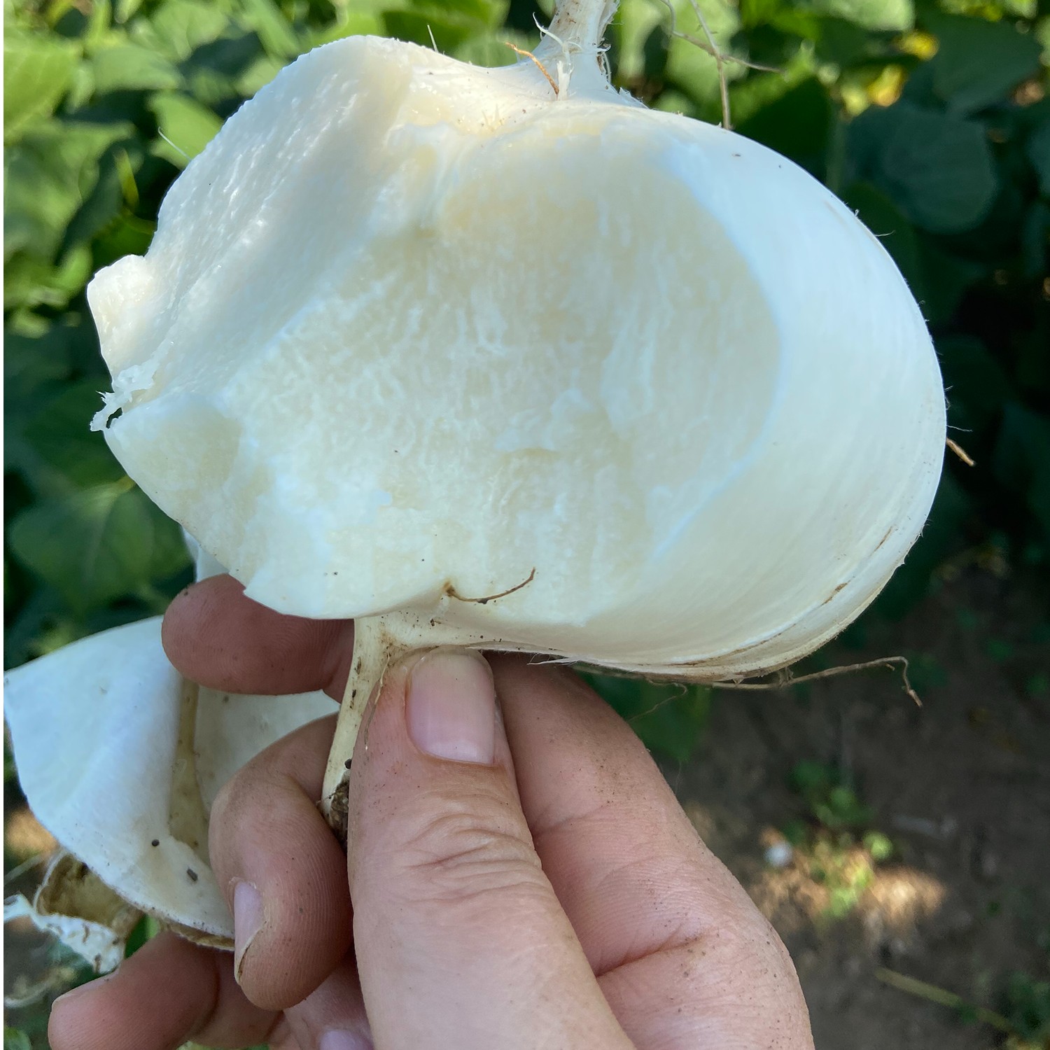 贵州品质地萝卜葛瓜凉薯地瓜蔬菜水果脆甜多汁3-9斤地瓜产地梨