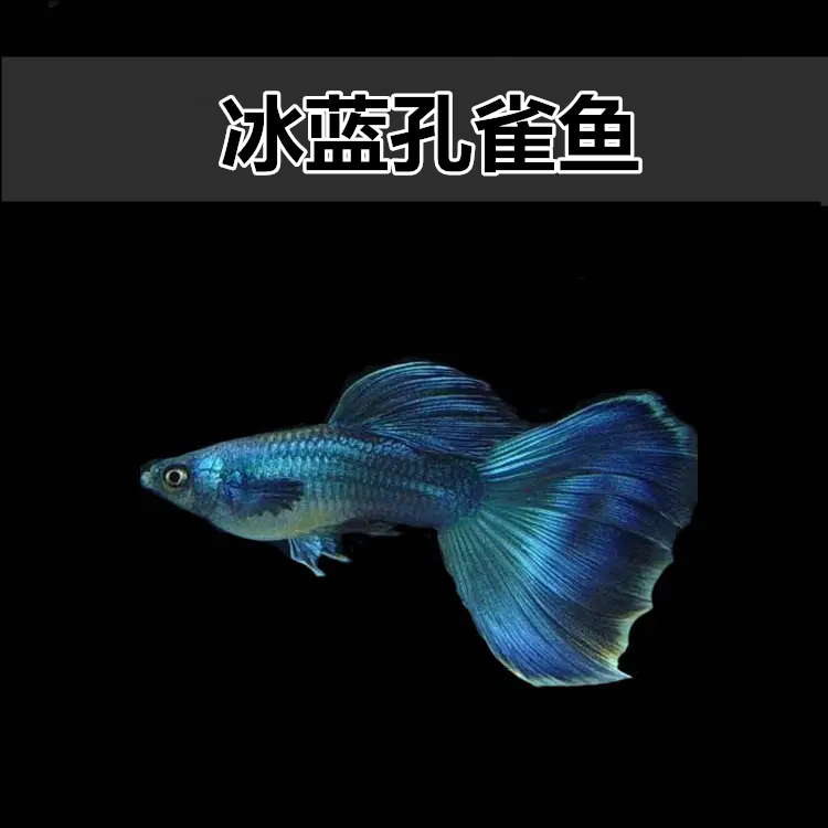 冰蓝孔雀鱼 凤尾鱼 孔雀鱼 胎生鱼 直接生小鱼 新手练手鱼
