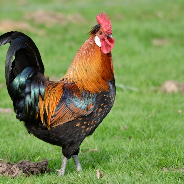 武川大青山散养大红公鸡5斤半左右