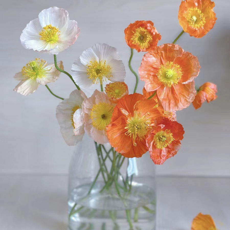 虞美人 水培鲜切枝 鲜花