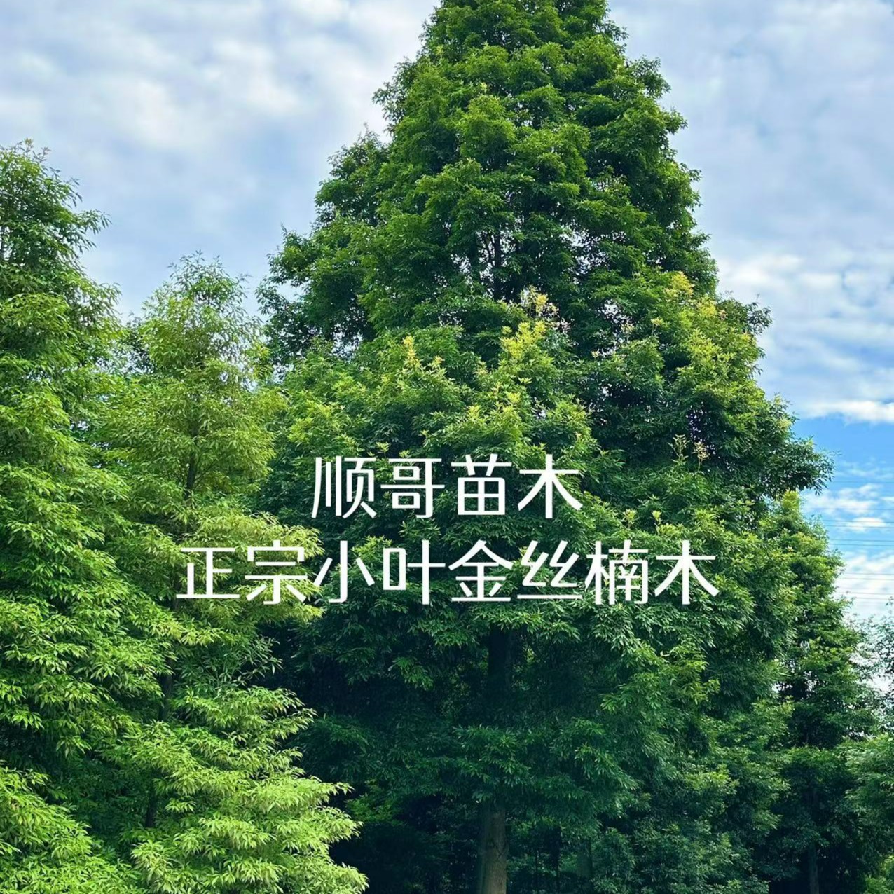 金丝楠木庭院绿植地栽带叶发货