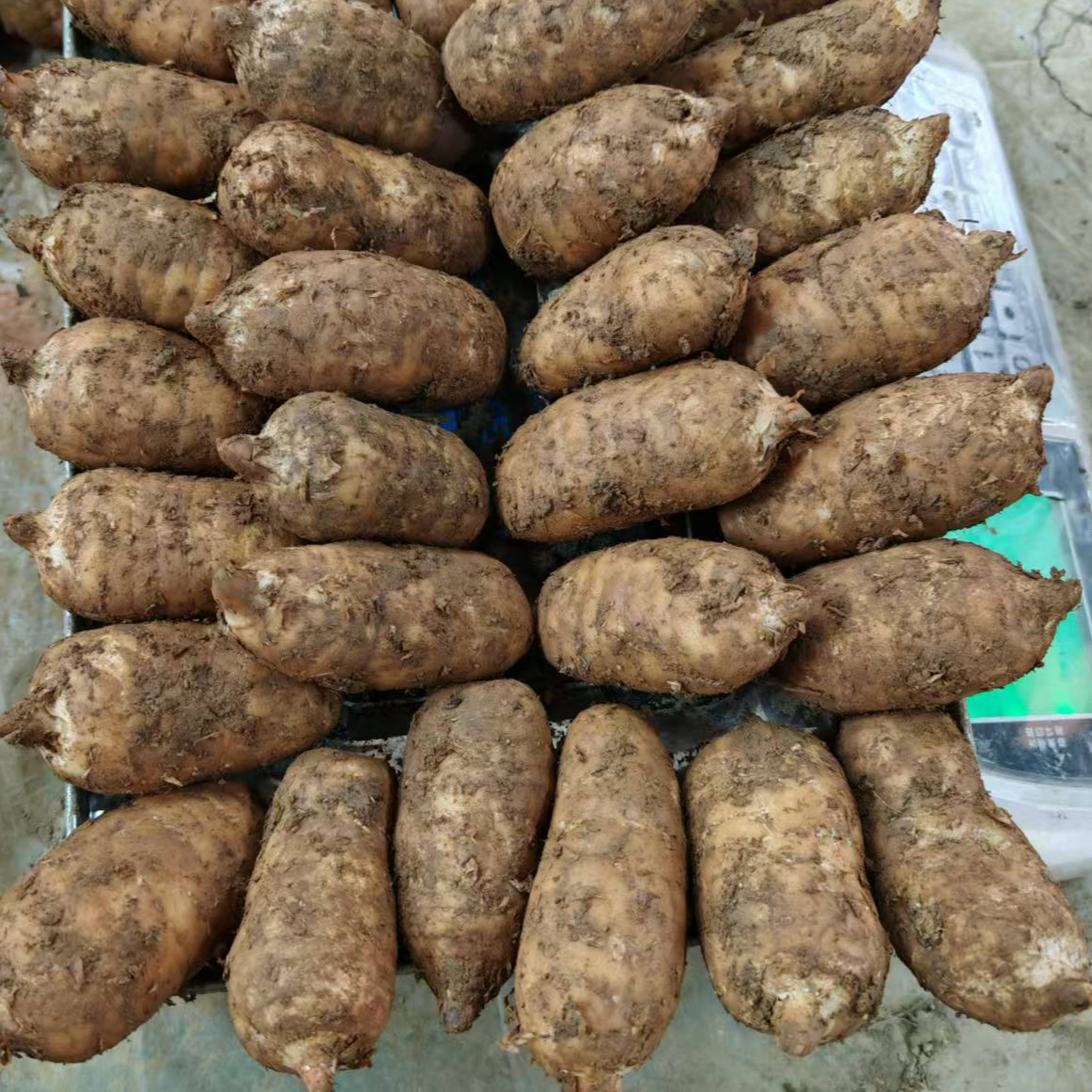 正宗【新鲜乌天麻】湿天麻生天麻花粉冬天麻云南昭通小草坝产地直销