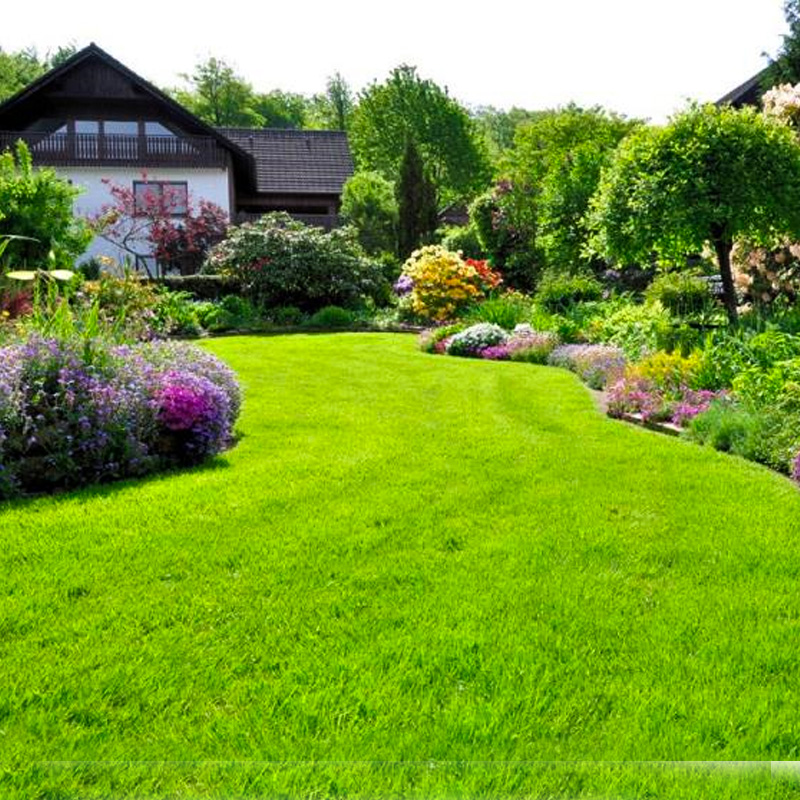 【阳光大叔推荐】匍匐剪股颖草籽四季常青耐寒低矮耐踩踏