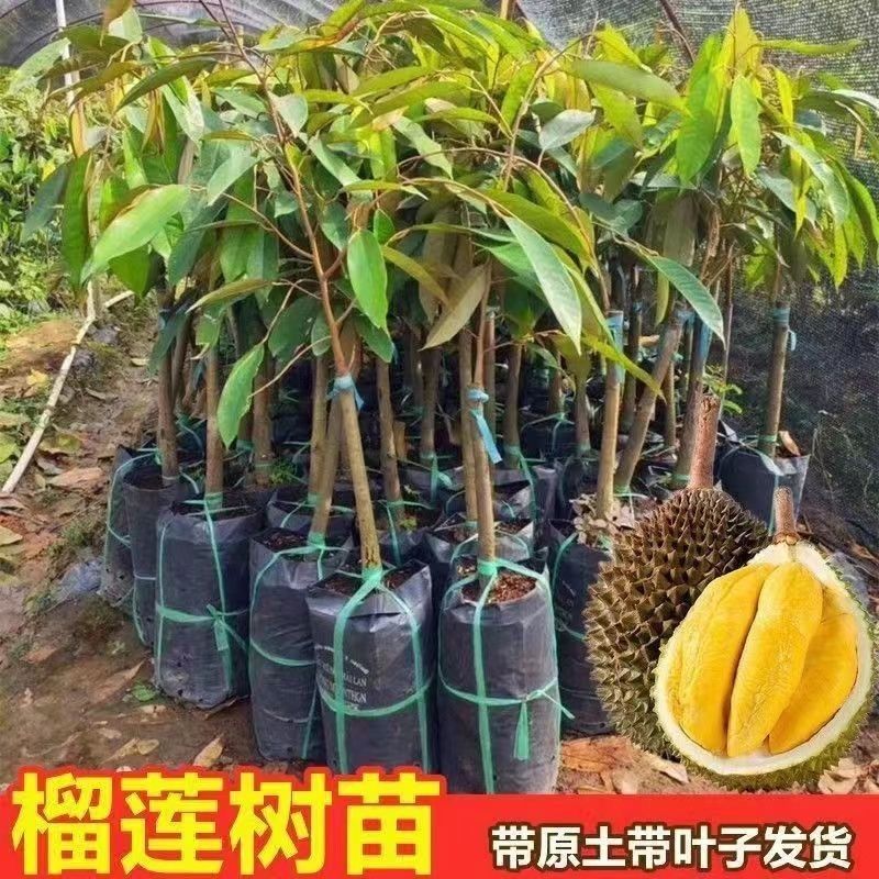 榴莲树苗四季泰国金枕头猫山王榴莲苗盆栽地栽南方可种植当年结果